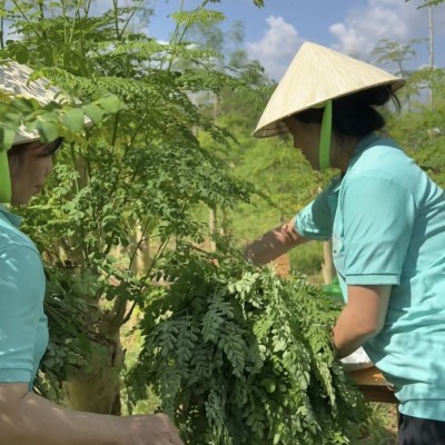  Bún Gạo trắng - 250g 