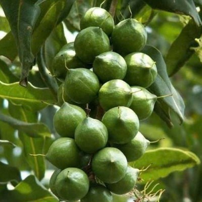 MĂC CA NỨT VỎ hộp giấy 250g